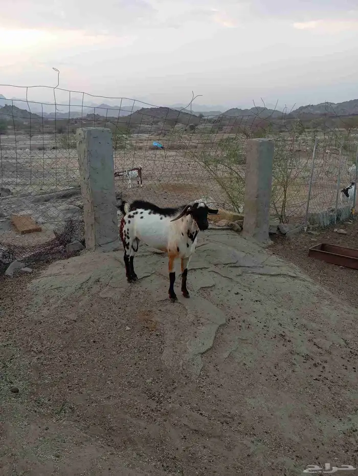 تيس رباع 3