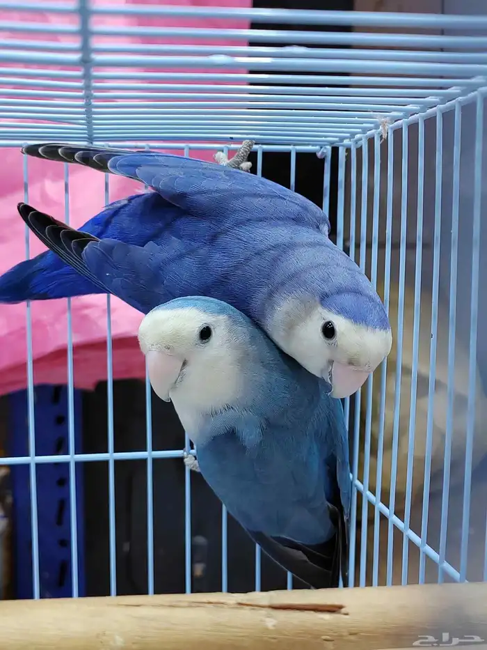 جوز روز فايلوت ويت فيس سبت بال فلو (أولاد وأالجوز المعروض) 5