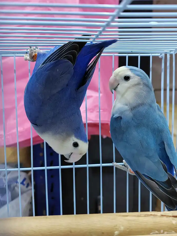 جوز روز فايلوت ويت فيس سبت بال فلو (أولاد وأالجوز المعروض) 8