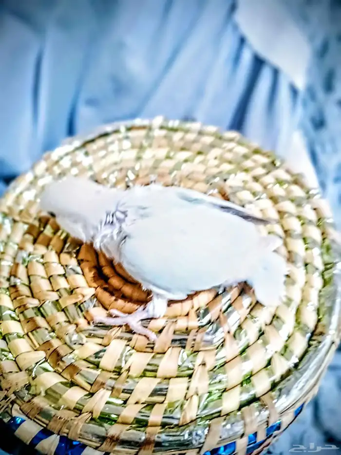 فروخ  روز  غر  الوان  فواتح 3