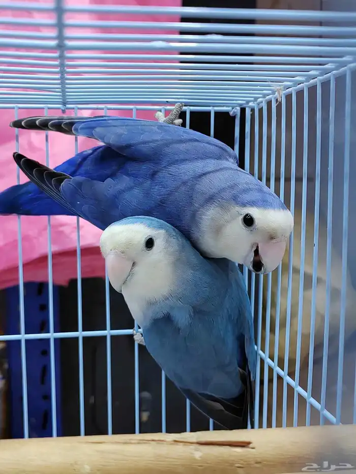 جوز روز فايلوت ويت فيس سبت بال فلو (أولاد وأالجوز المعروض) 4