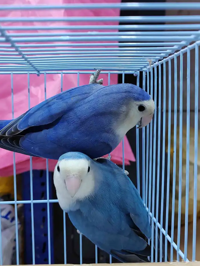 جوز روز فايلوت ويت فيس سبت بال فلو (أولاد وأالجوز المعروض) 0