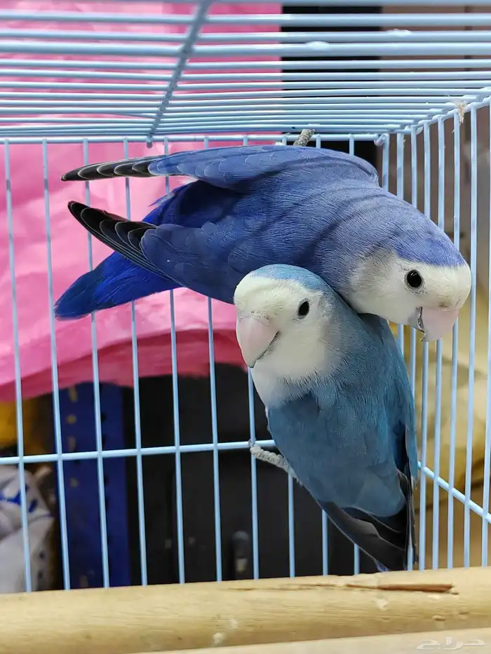 جوز روز فايلوت ويت فيس سبت بال فلو (أولاد وأالجوز المعروض) 6