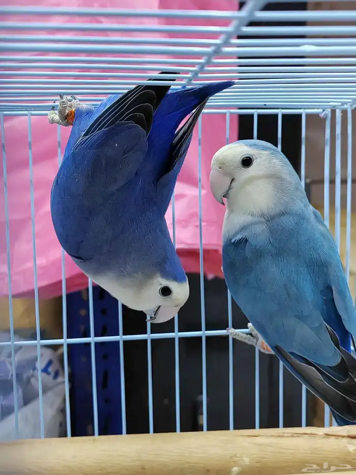 جوز روز فايلوت ويت فيس سبت بال فلو (أولاد وأالجوز المعروض) 7