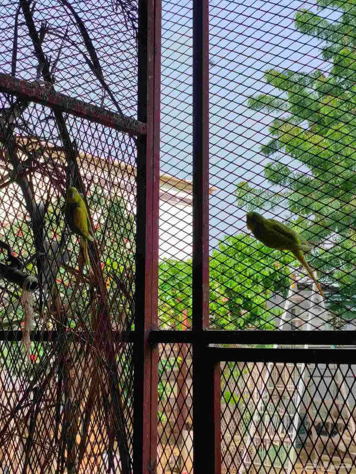 زوج بادجي منتج وعلى بيض 2