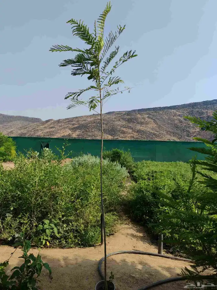 اسعار خياليه مشاتل الخيف 7