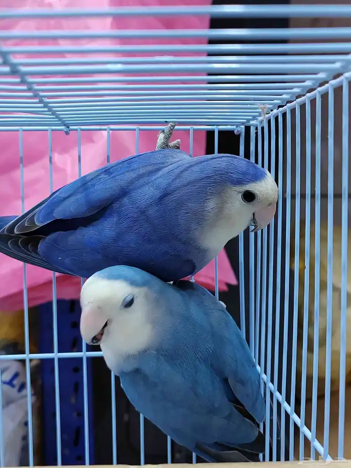 جوز روز فايلوت ويت فيس سبت بال فلو (أولاد وأالجوز المعروض) 1