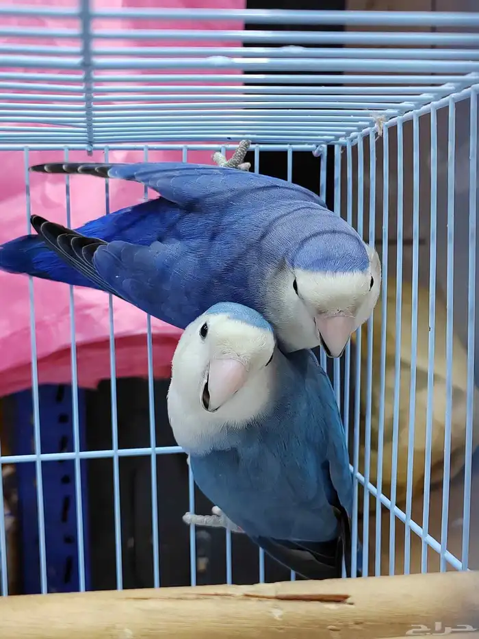 جوز روز فايلوت ويت فيس سبت بال فلو (أولاد وأالجوز المعروض) 3