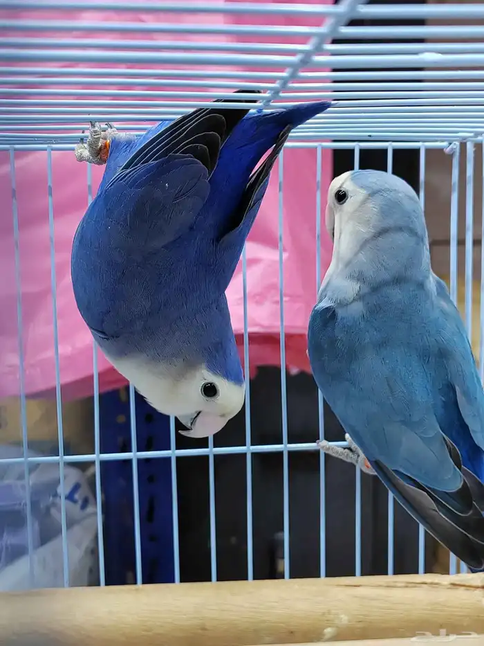 جوز روز فايلوت ويت فيس سبت بال فلو (أولاد وأالجوز المعروض) 9