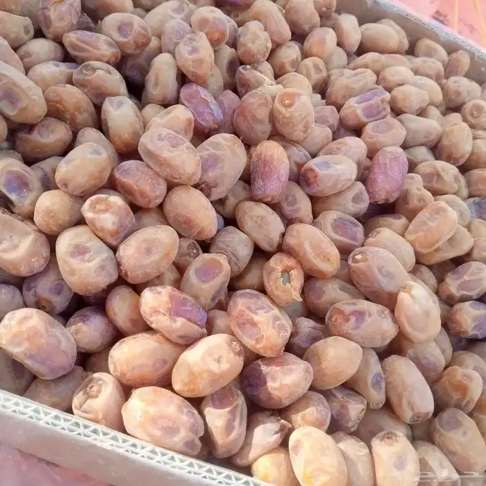 يوجد لدينا خلاص ساجر 1