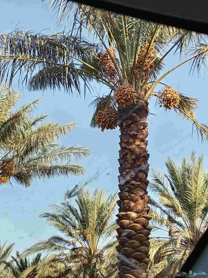 نخل للبيع الرس وضوحيها 5
