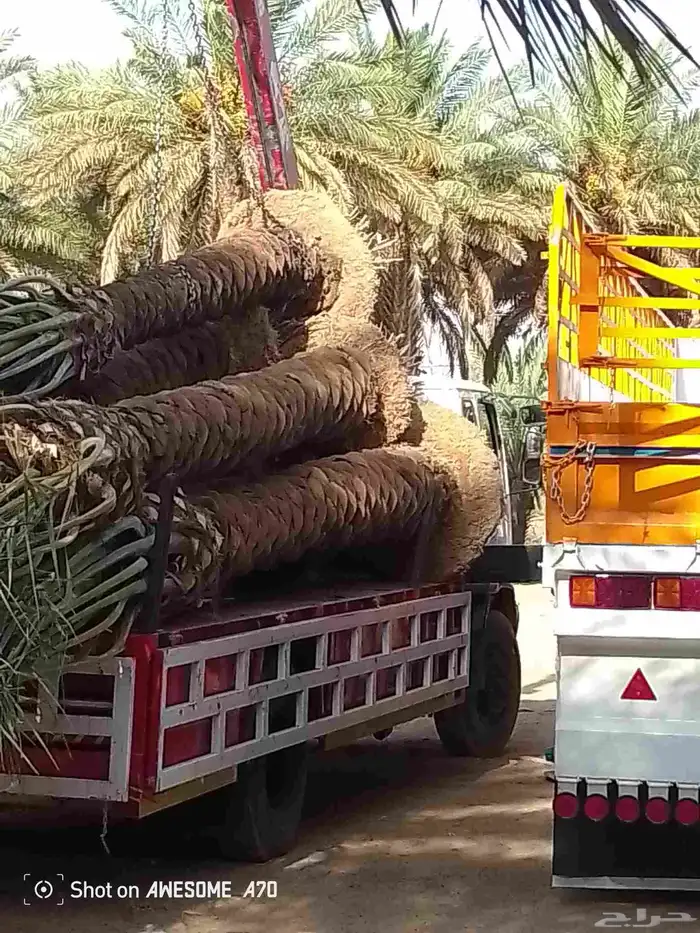 نخل عربي 4