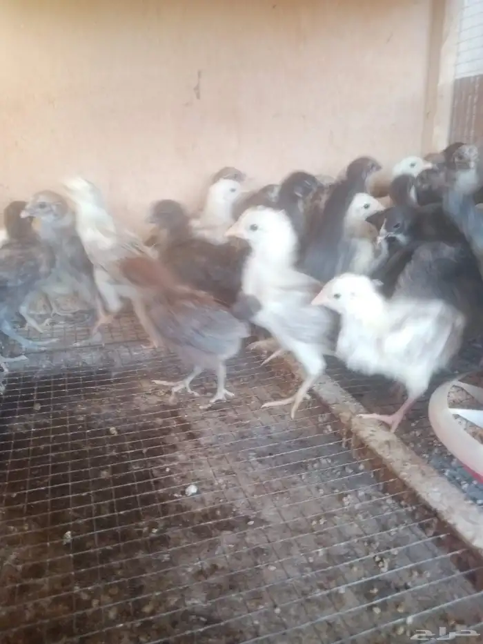 صوص بلدي 1