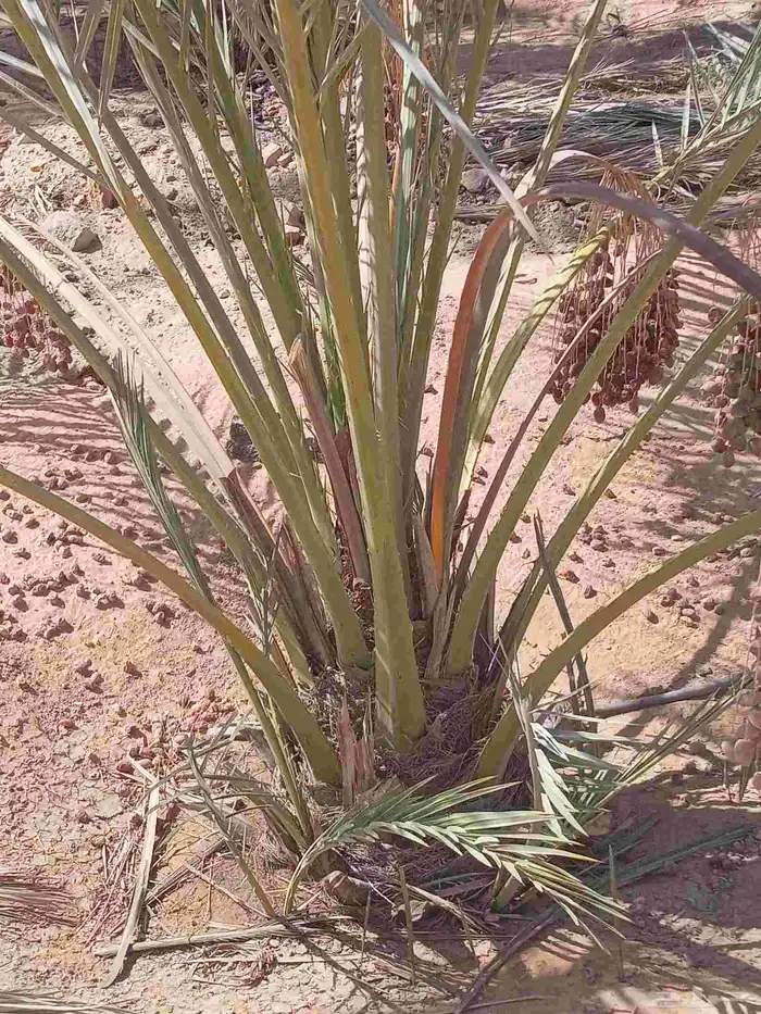 نخل للبيع الرس وضوحيها 0