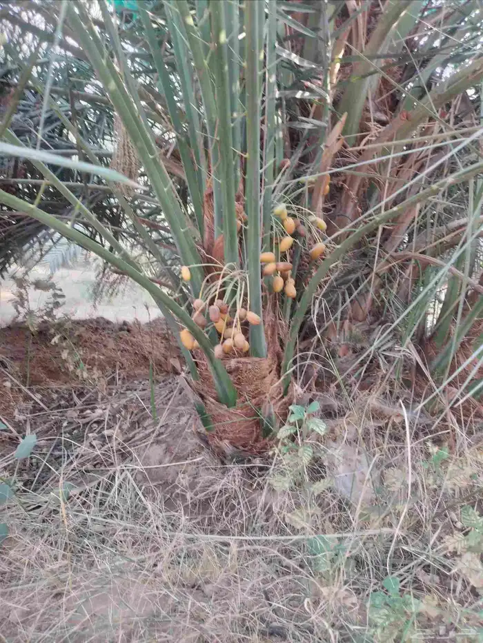 نخل مثمر جميع الانواع فسائل ونقايل 0