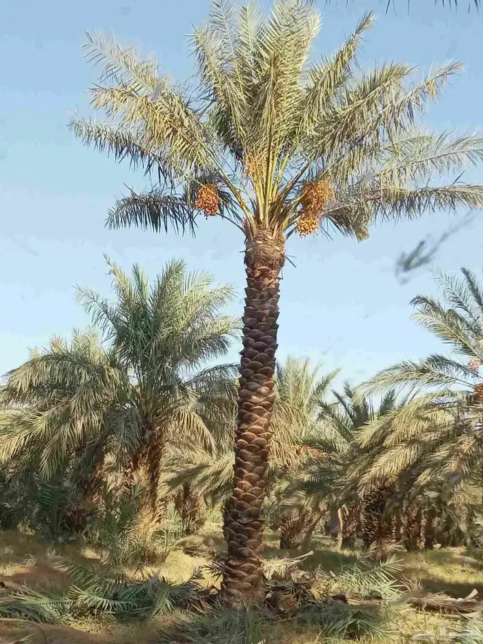 نخل للبيع الرس وضوحيها 6