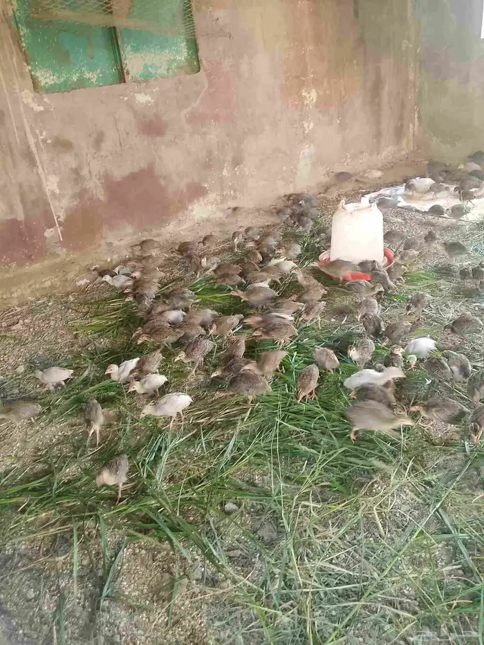 دجاج حبشي صغار العمر شهر العدد حول 400 وشويه التفريد جمله من 2