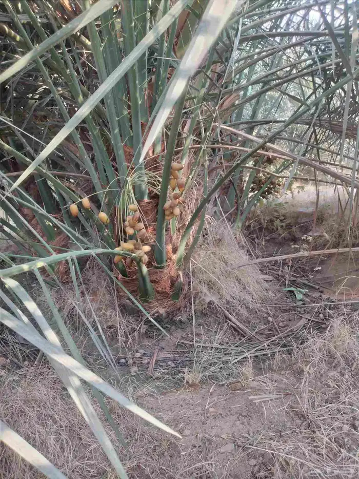 نخل مثمر جميع الانواع فسائل ونقايل 1