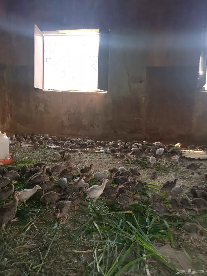 دجاج حبشي صغار العمر شهر العدد حول 400 وشويه التفريد جمله من 1
