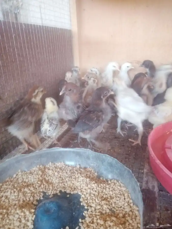 صوص بلدي 2
