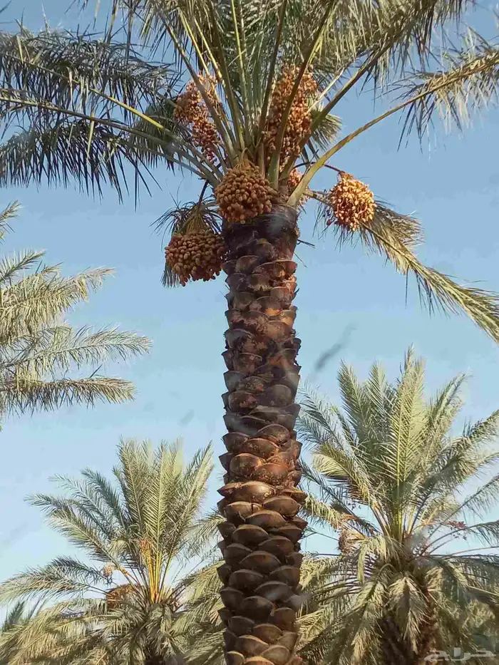 نخل للبيع الرس وضوحيها 4