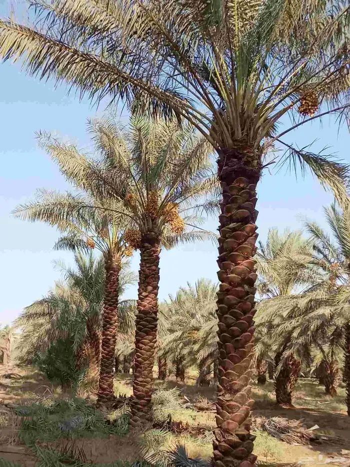 نخل للبيع الرس وضوحيها 7