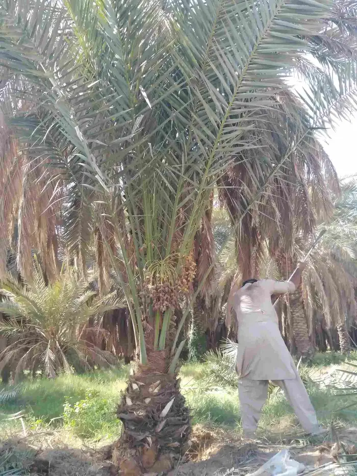 نخل مثمر فاخر نخل واشنطني زينه الأسعار مناسبه 4