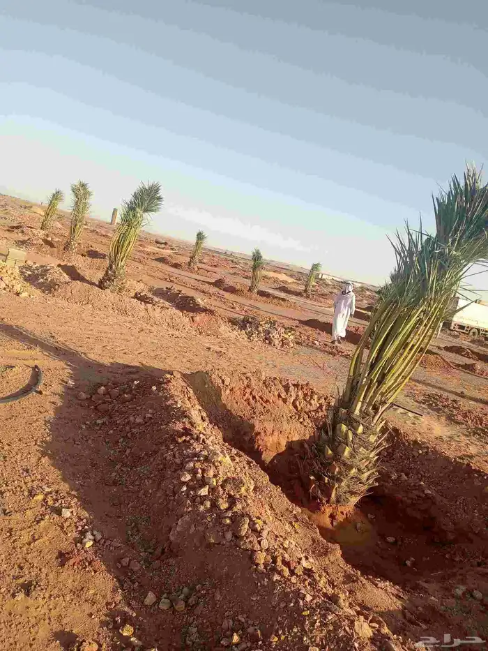 نخل مثمر فاخر للبيع نقايل جثايث فسائل منوعه توريد وزراعه نخي 7