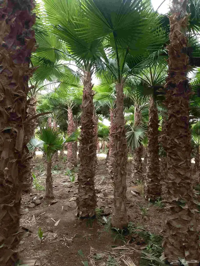 نخيل واشنطني زينه 8