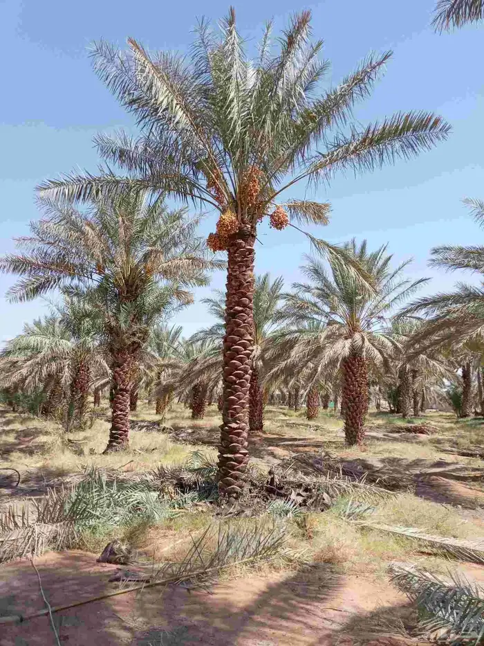 نخل للبيع الرس وضوحيها 9