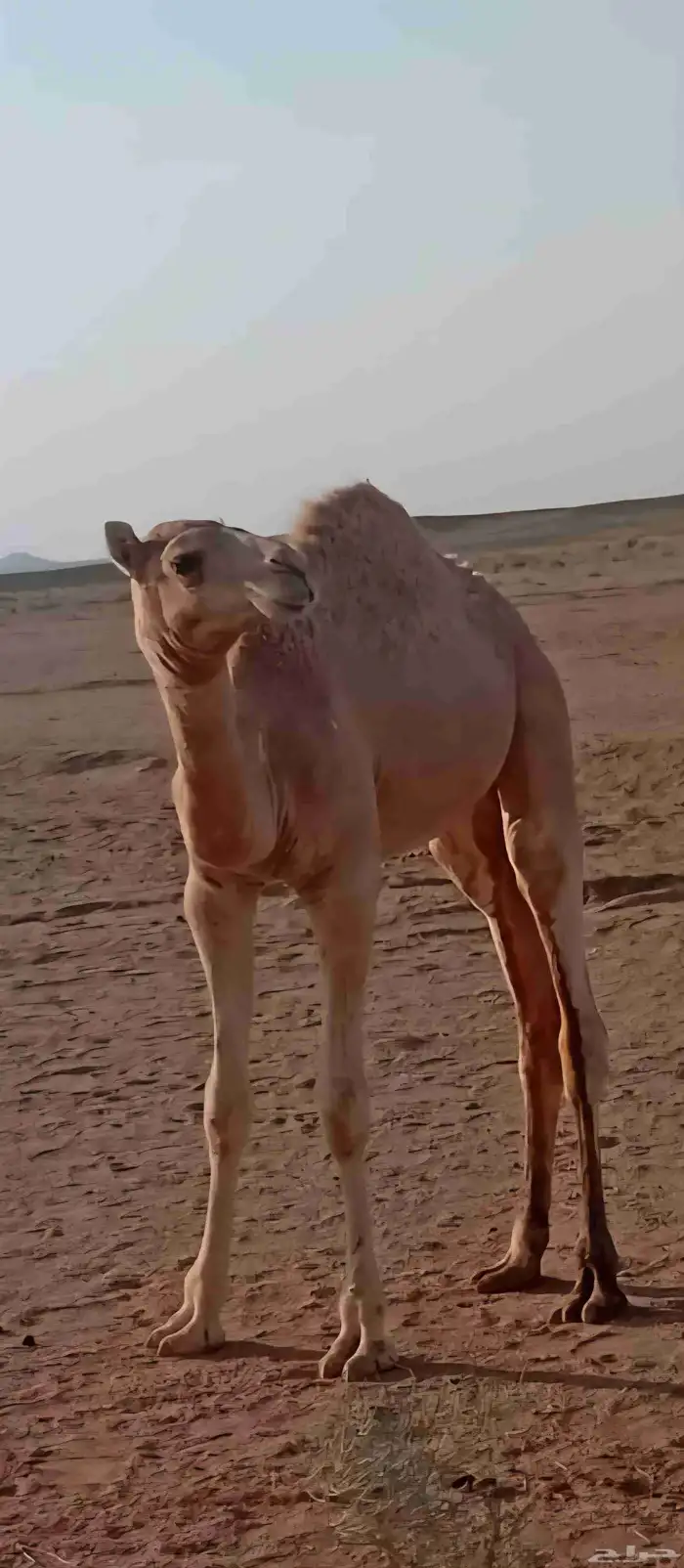 للبيع قعود ولد الحنيش لعبيد سلمان الدوسري من حره مفرود 0