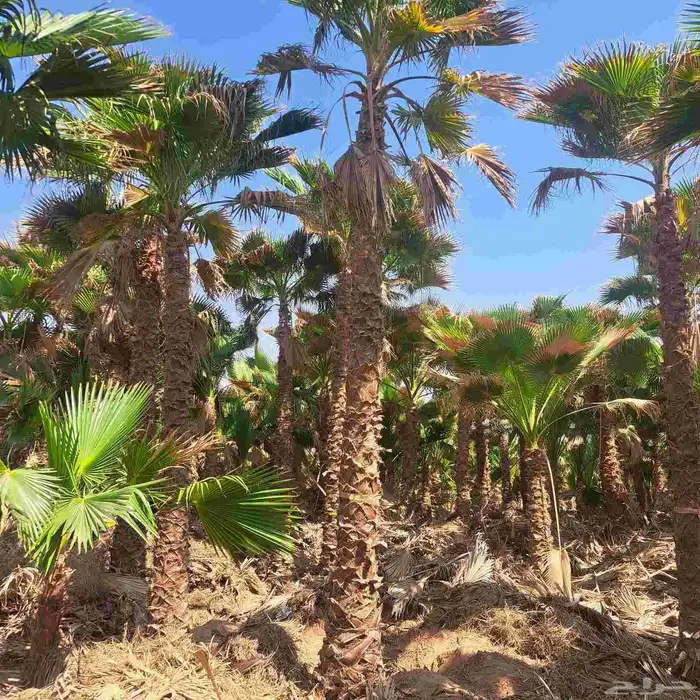 يوجد لدينا اشجار 2