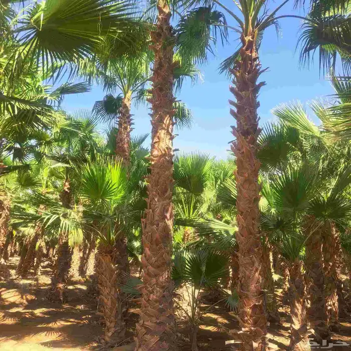 يوجد لدينا اشجار 3