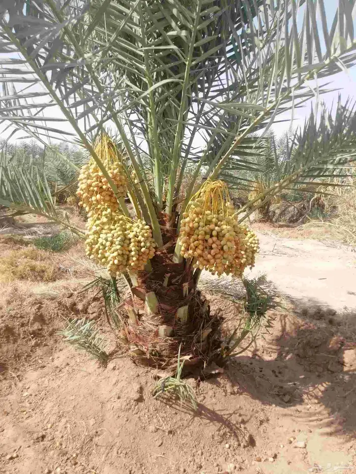 نخل 3