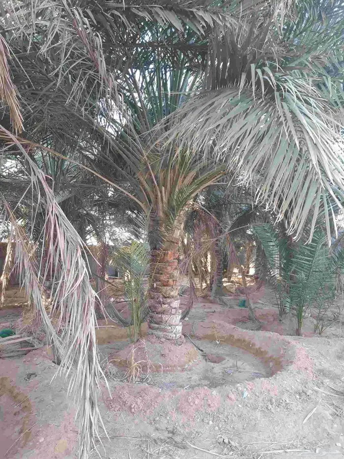 نخل مثمر جميع الانواع فسائل ونقايل 4