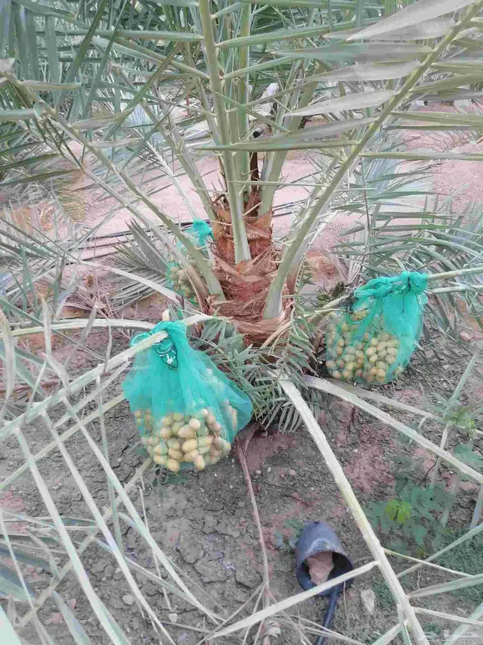 نخل 2