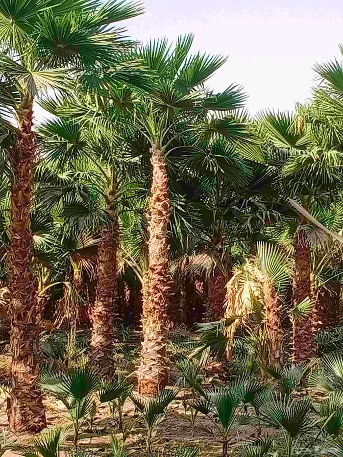 نخل واشنطونيا واشنطني زينه للبيع 2