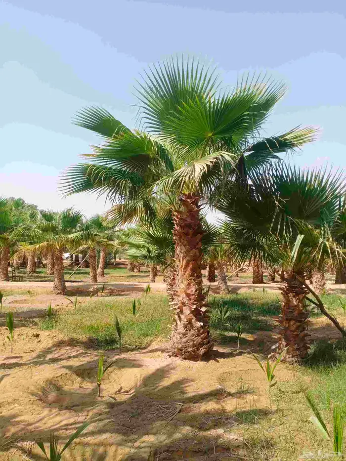 نخل واشنطونيا واشنطني زينه للبيع 8