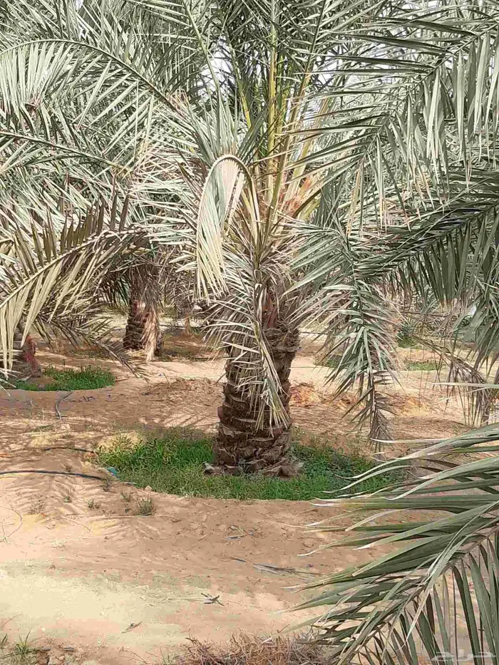 نخل مثمر جميع الانواع فسائل ونقايل 9