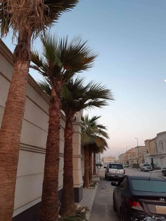 نخل مثمر جميع الانواع فسائل ونقايل 5