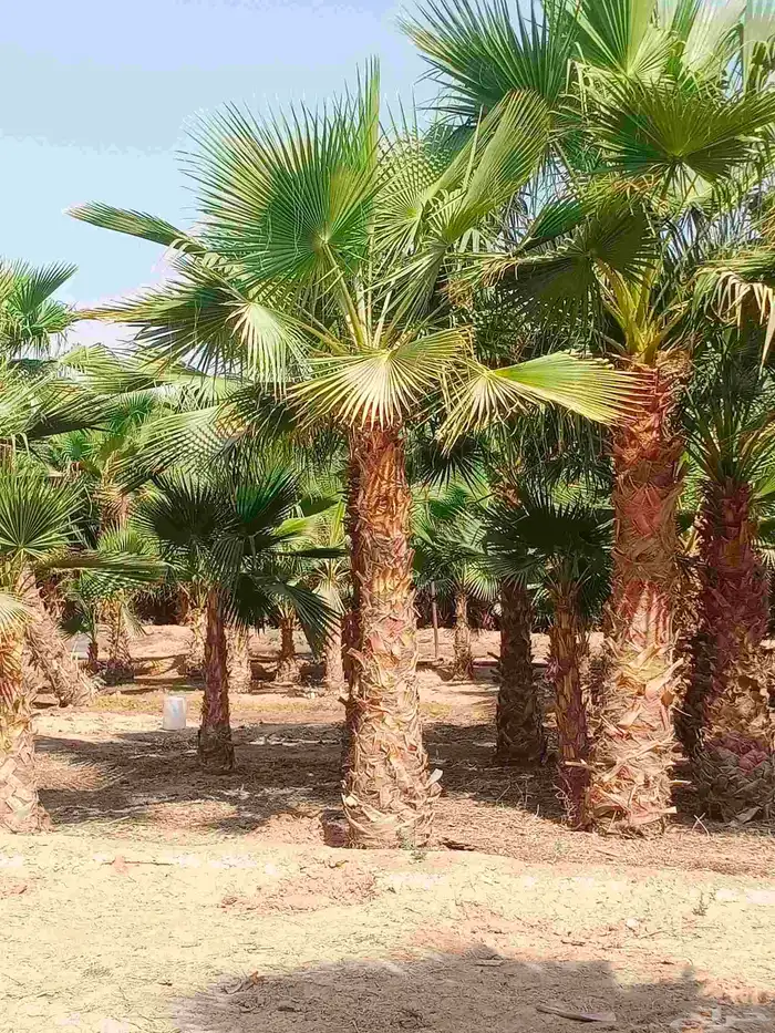 نخل واشنطونيا واشنطني زينه للبيع 5