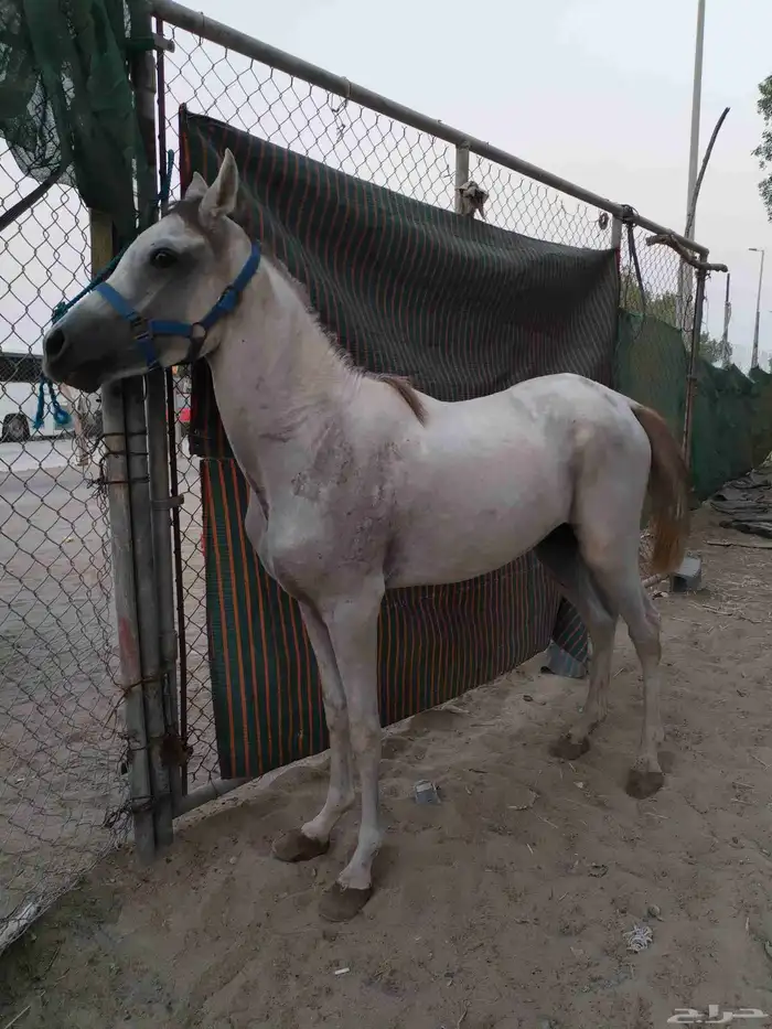 مهر شعبي 1