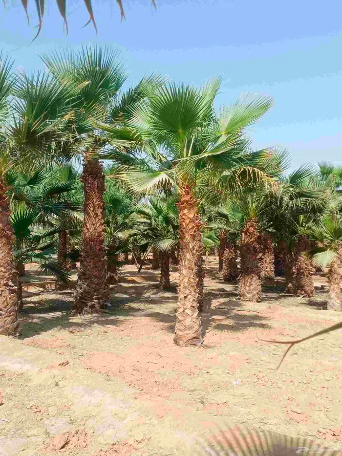نخل واشنطونيا واشنطني زينه للبيع 6