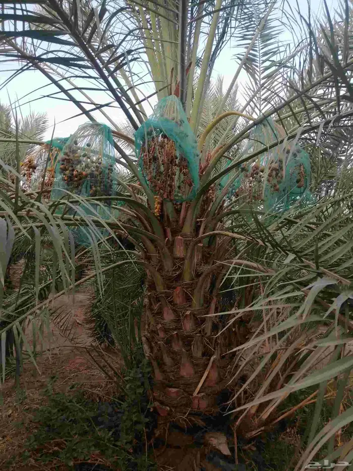 نخل 4