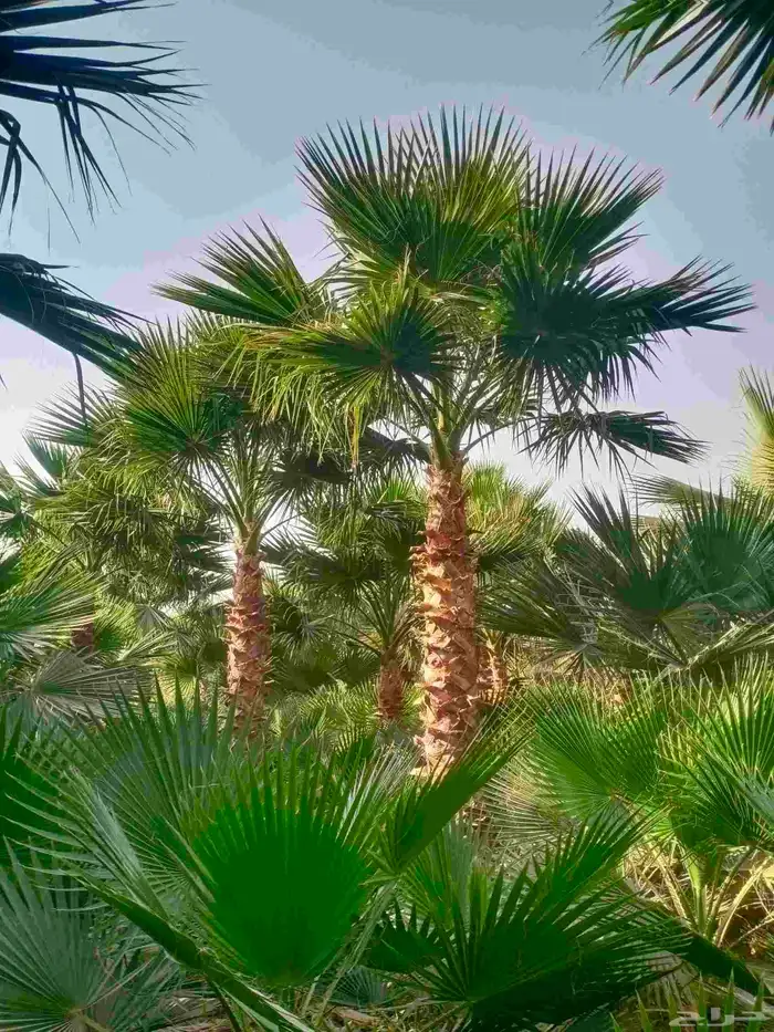 نخل واشنطونيا واشنطني زينه للبيع 9