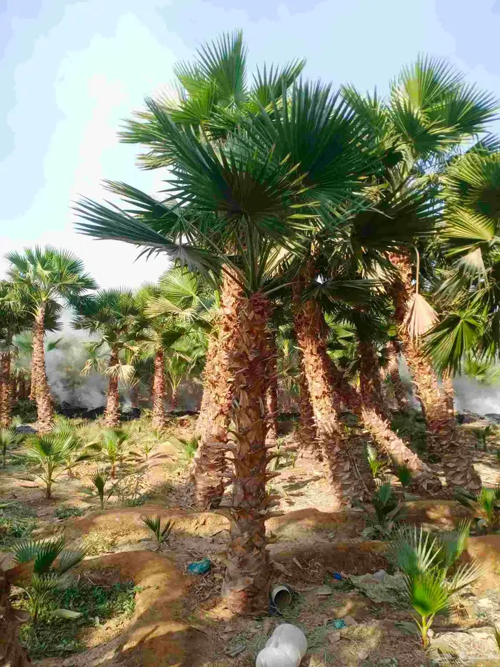 نخل واشنطونيا واشنطني زينه للبيع 3