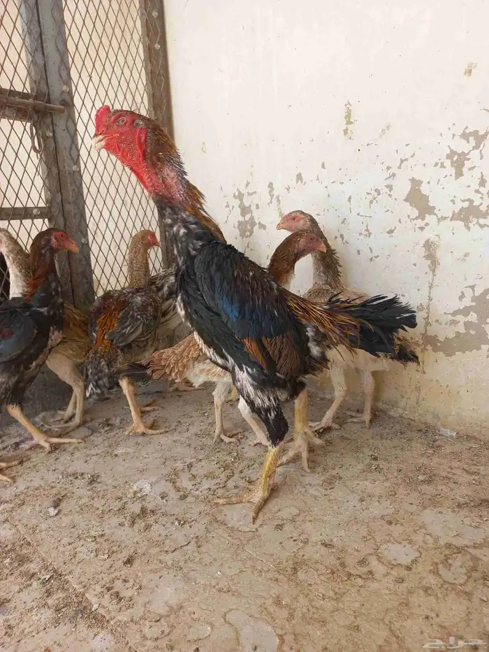 دجاج شامو ياباني 0