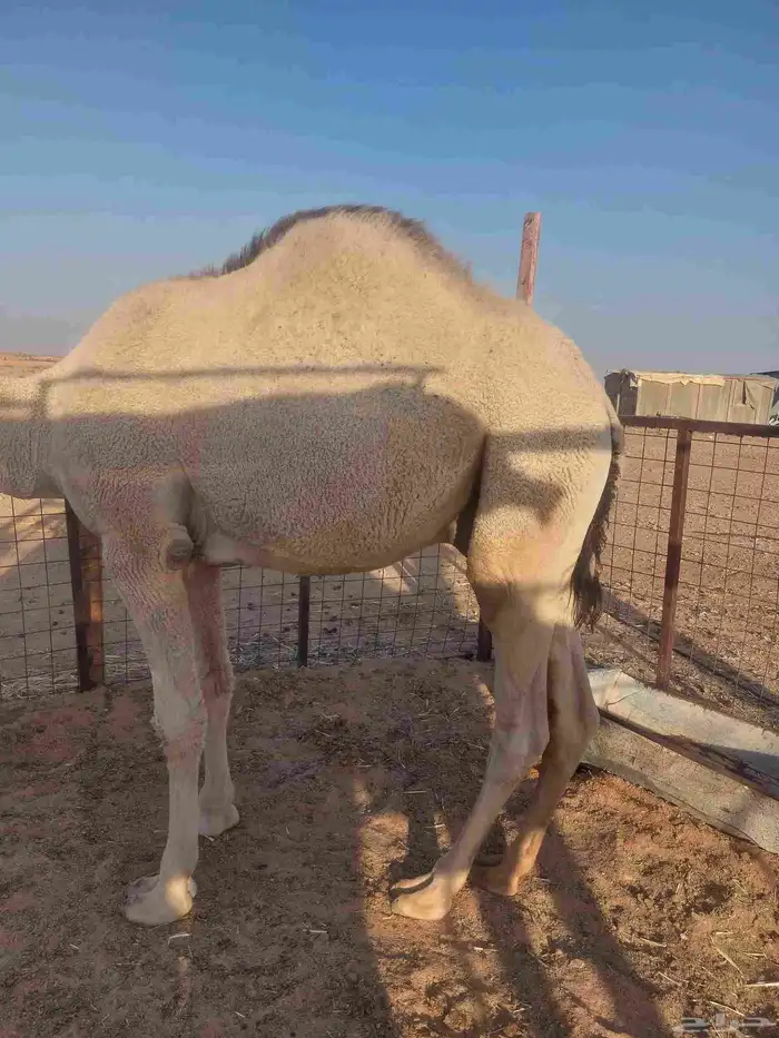 حاشي للبيع 0