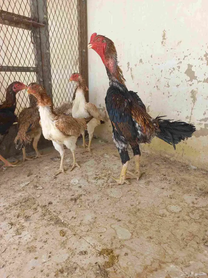 دجاج شامو ياباني 1