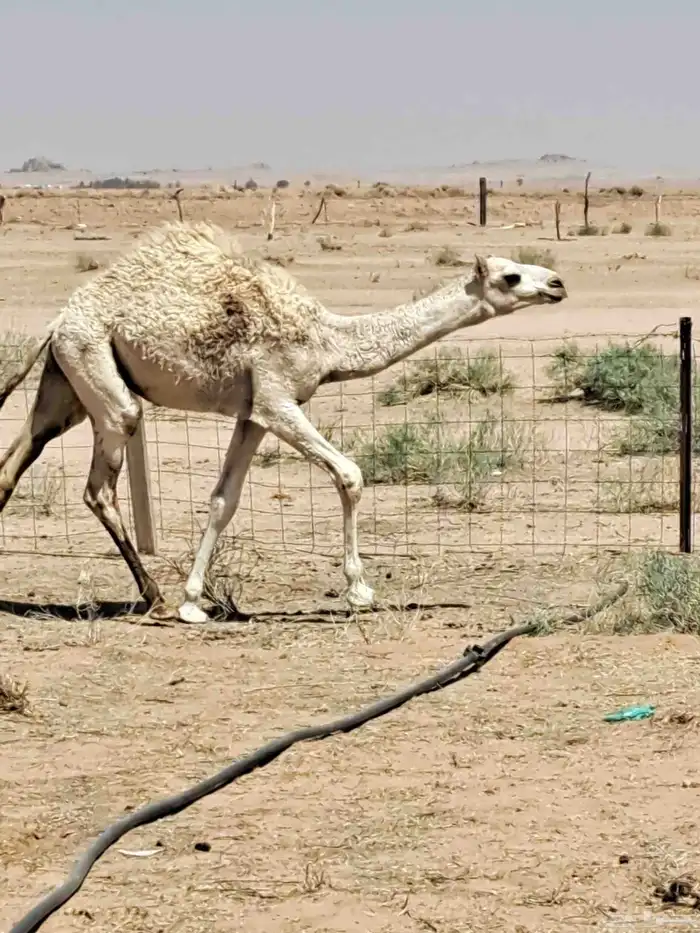 حشو 3